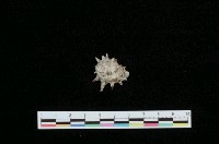 藏品(黃齒岩螺)的圖片